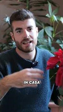 La STELLA di NATALE vive ANNI! 3 CURE essenziali da sapere❤️🎄 #stelladinatale #piantedainterno