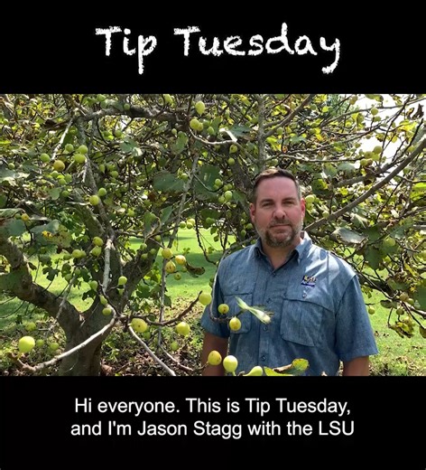 Learn how to recognize when your figs are ripe with LSU AgCenter horticulturist Jason Stagg! | LSU AgCenter
