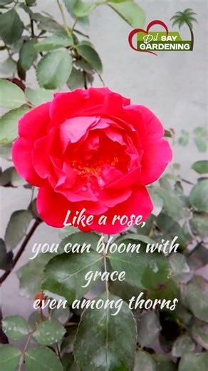 First Rose of Spring BLOOMS 😍