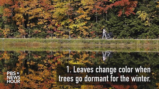 396K views · 2.2K reactions | What causes the leaves to change colors when autumn rolls around? Learn more about the fall foliage you're seeing out your window. | PBS NewsHour | Facebook