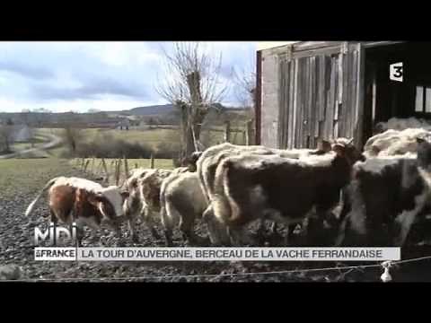 ANIMAUX : La Tour d'Auvergne, berceau de la vache Ferrandaise