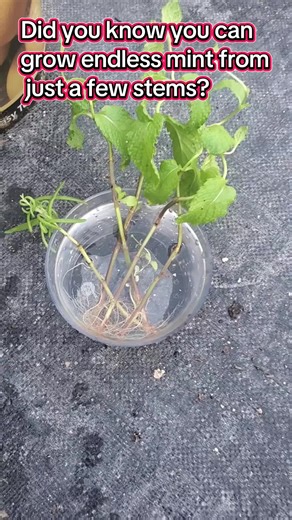 Mint is one of the easiest herbs to propagate. Take healthy 4–6 inch cuttings, remove lower leaves, and place in water. Change the water every couple of days and keep them in bright, indirect light. Once roots are a few inches long, transfer to soil and keep it evenly moist. In a month, you’ll have a thriving mint patch ready for harvest! #gardening #TikTokLearningCampaign #Mint #gardeningforbeginners #gardentips