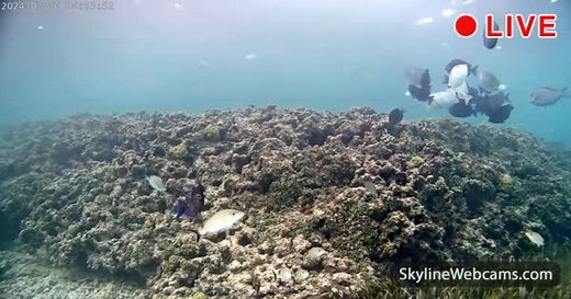 【LIVE】 Live Cam Underwater Cam - Dominican Republic | SkylineWebcams