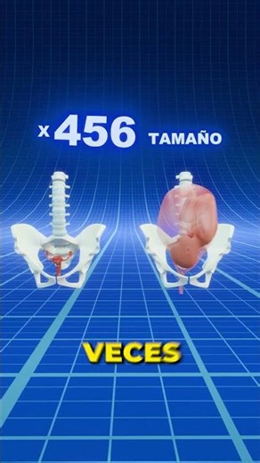 How does the uterus change during pregnancy?