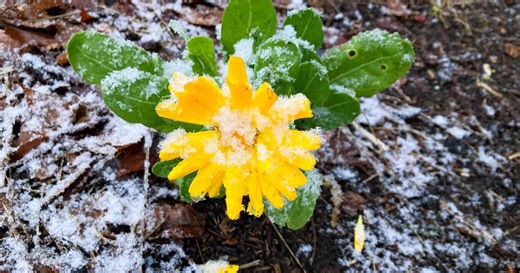 Seattle weather: Snow, sun, showers and a warmup for spring’s arrival