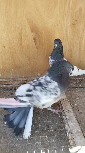 Captivating Pigeon Interactions in Aviary Setting