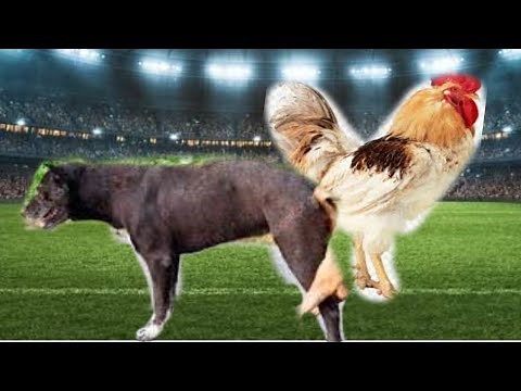 Dog and chicken having sex metting in Garden