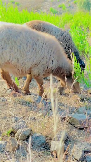 Pure Nature Moment: Sheep & Goats Eating Grass