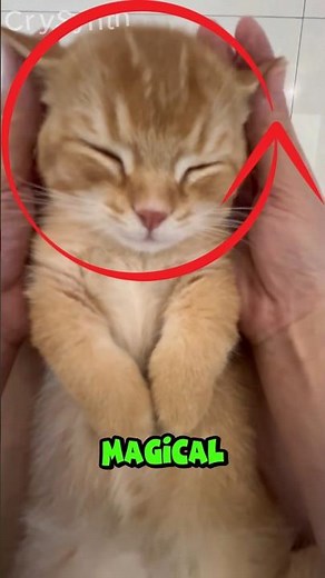 The Sweetest Cat Ear Massage Ever 😻✨