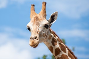 Giraffes, camels and kangaroos, Oh my! Animals you can and can’t own in TN