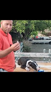 How to tape your Bull Terrier's Ear #bullterrier | Working Bull Terriers Kennel