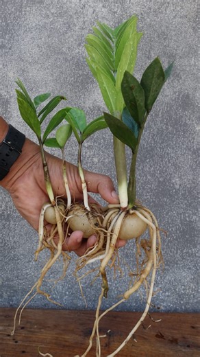 387K views · 3.4K reactions | Zz plant propagation by dividing  #zzplant #gardening #garden #plants #reels #trendingreel #trendingreelsvideo #facebookviral #facebookreel #facebookreelsviral # | Gardening Ideas | Facebook