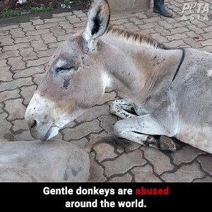 878K views · 1.4K reactions | BREAKING: A generous donor has agreed to match ALL gifts made before January 1st—10X, up to $100,000—immediately making your impact go TEN TIMES as far for animals! Donate NOW to make the world a kinder place for them in 2021! | PETA (People for the Ethical Treatment of Animals) | Facebook