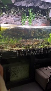 Piranha pack was hungry!!! . . . . #aquarium #fish #fishtank #fishtanks #animals #animal #plantedtank #plantedaquarium #piranha #food #eat | UaruJoey