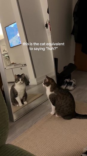 Hilarious Cat Sounds That Make You Say 'Huh?'
