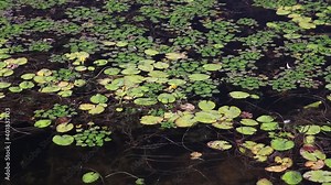 Salvinia natans, commonly known as floating fern, on the surface of the backwater Stock Video