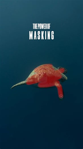 One Masking Trick Editors Need To See #lightroom #tutorial