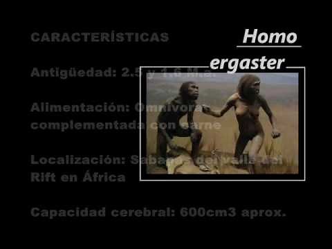 La evolución de los homínidos