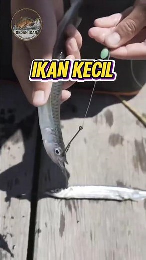 Pilih jenis umpan hidup terbaik buat mancing ikan predator menurutmu? #mancing #fishing #ikan