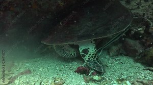 The hawksbill sea turtle (Eretmochelys imbricata ) scratching its shell by sand
