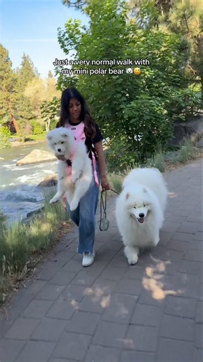I fear I've become this person after the second 🐨😭 #samoyed #puppy #helpmemakethismakesense