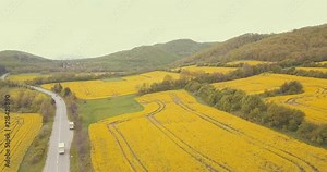 Beautiful Spring flower fields of color, energy and bloom. All shot in 4K, color graded and diversely picked to tell any story as needed. Wide, medium and close ups.