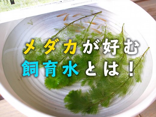メダカが好む飼育水とは！pHなどメダカに良い水・悪い水を解説します！
