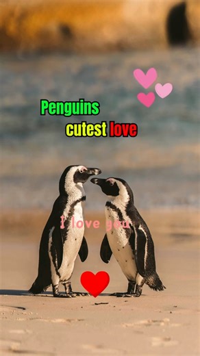 🐧 Penguins Propose With Pebbles | Nature’s Love Story 💍 #shorts