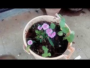 How to propagate Dianthus using stem cuttings and seeds