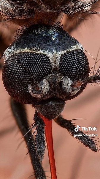 What insects zoomed in looks like 😳 #zoom #insects #scary #foryou | insects