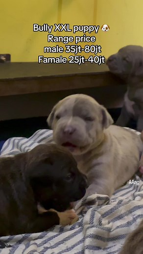 RettaAngelia on TikTok