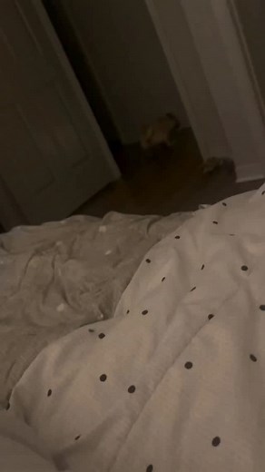 Dale like si amas a tu PUG ❤️ #puglover #puglifestyle #pugofinstagram #puglove #puglovers #soypuglover | Soy Pug Lover