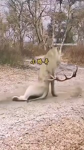 1.5M views · 4.6K reactions | 4 #slingshotride #sligshotride #slingshot | Night photographer | Facebook