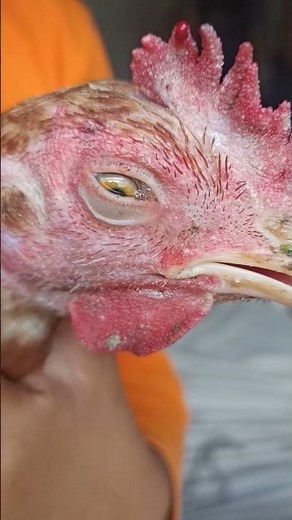 crying chicken please subscribe my channel