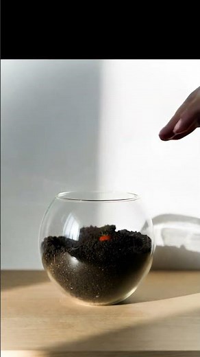 Watch a Cherry Tomato Plant Grow! Seed to Harvest Transformation