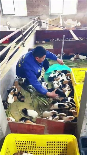 One Net Full of Guinea Pigs! So Efficient