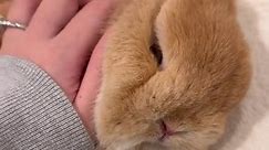 Baby Bunny Fainted - Cute Rabbit Video for Pet Lovers!