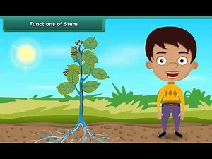 Functions of Stem | Class 6 | Science