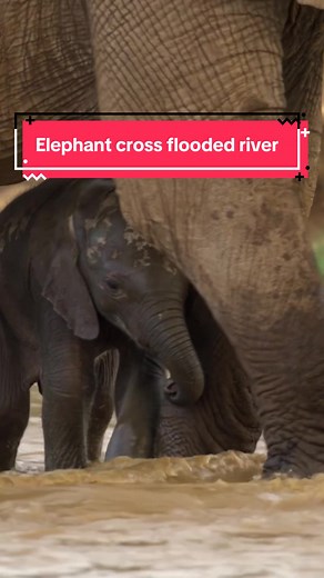 Elephant Mom's Heart-Wrenching Choice During Flood