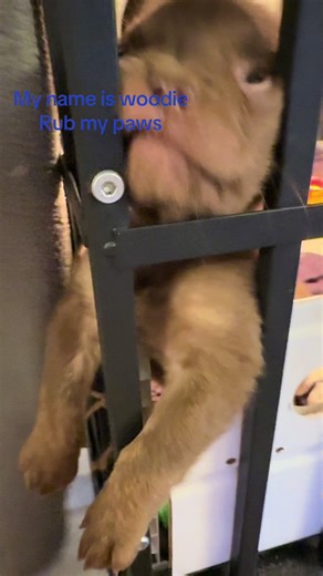 Pamper Your French Bulldog: Paw Rubbing Tips