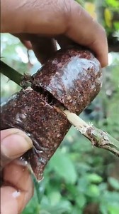 Easy Ways to Multiply Rose Plants 🌹 | Simple Rose Propagation Method