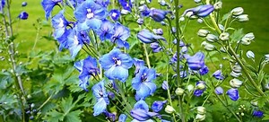 Preserving The Color Of Blue Delphinium Blooms | DoItYourself.com