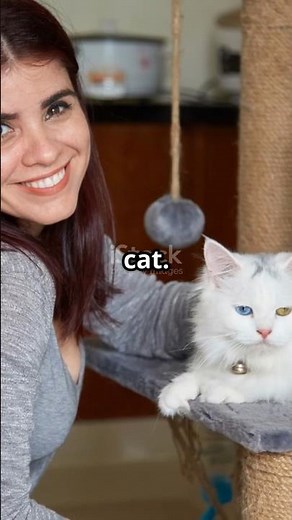 What Makes Cats KNEAD On Their Favorite Humans?