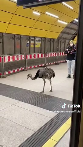 Unexpected Encounter on the Munich Subway