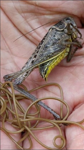 TOP 5 INSECTS THAT TURN INTO ZOMBIES 🧟‍♂️