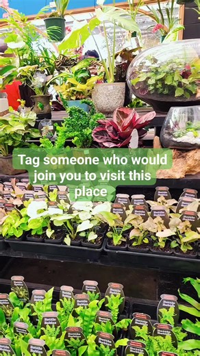 Sunday morning at Collectors Corner 🌿 #potplants #plantvibes #rareplants #collectorscornergardenworld #indoorplants ##indoorplantsdecor | Collectors Corner Garden World.