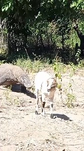 #komodoisland #komodonationalpark #indonesia #travelindonesia #travelgram #wanderlust #exploreindonesia #komododragon #wildlife #nature #adventure #photography #travelphotography #beautifuldestinations #amazingplaces #islandlife #travelguide #thingstodo #bucketlist #komododragon | Ethan Hayes