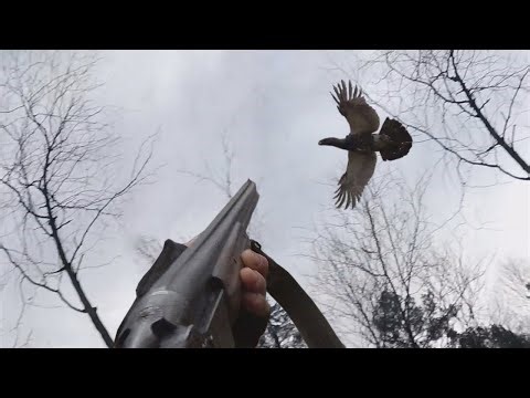 Охота на Глухаря и рябчика с лайкой. Hunting Capercaillie.