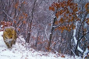 16K views · 281 reactions | The Amur Leopard or Far Eastern Leopard...