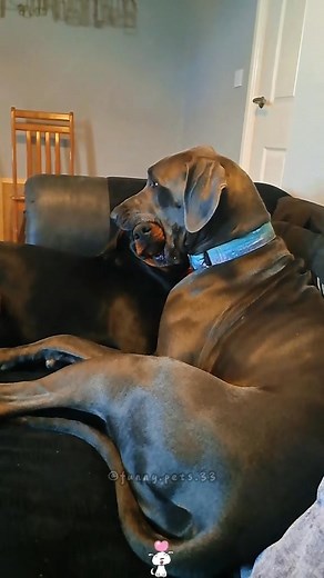 Great Danes:Giant Dog, Silly Moments#greatdanesoftiktok #greatdane #dog #dogsoftiktok #PetsOfTikTok | Great Dane Lovers